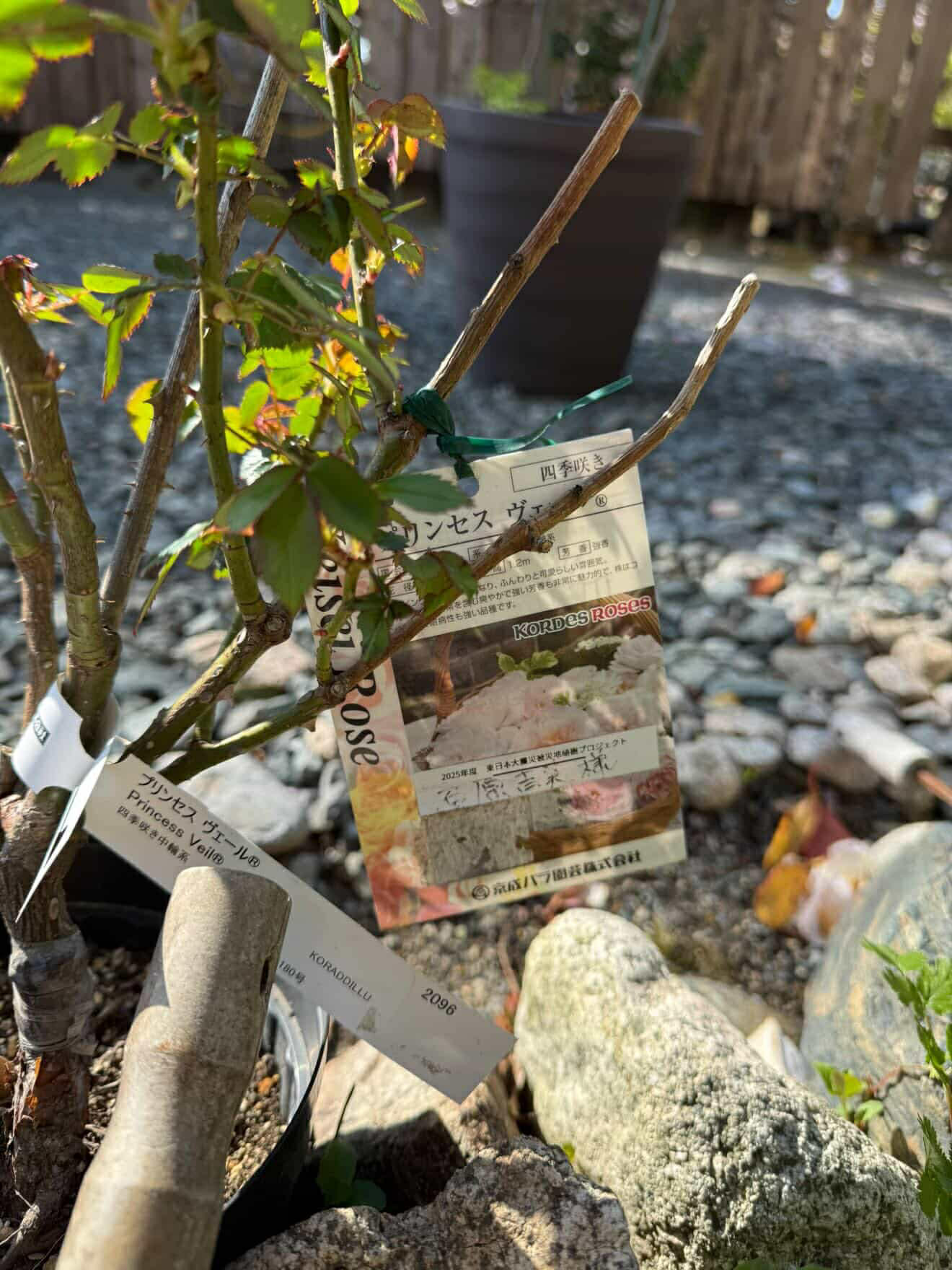 本日のつぶやき